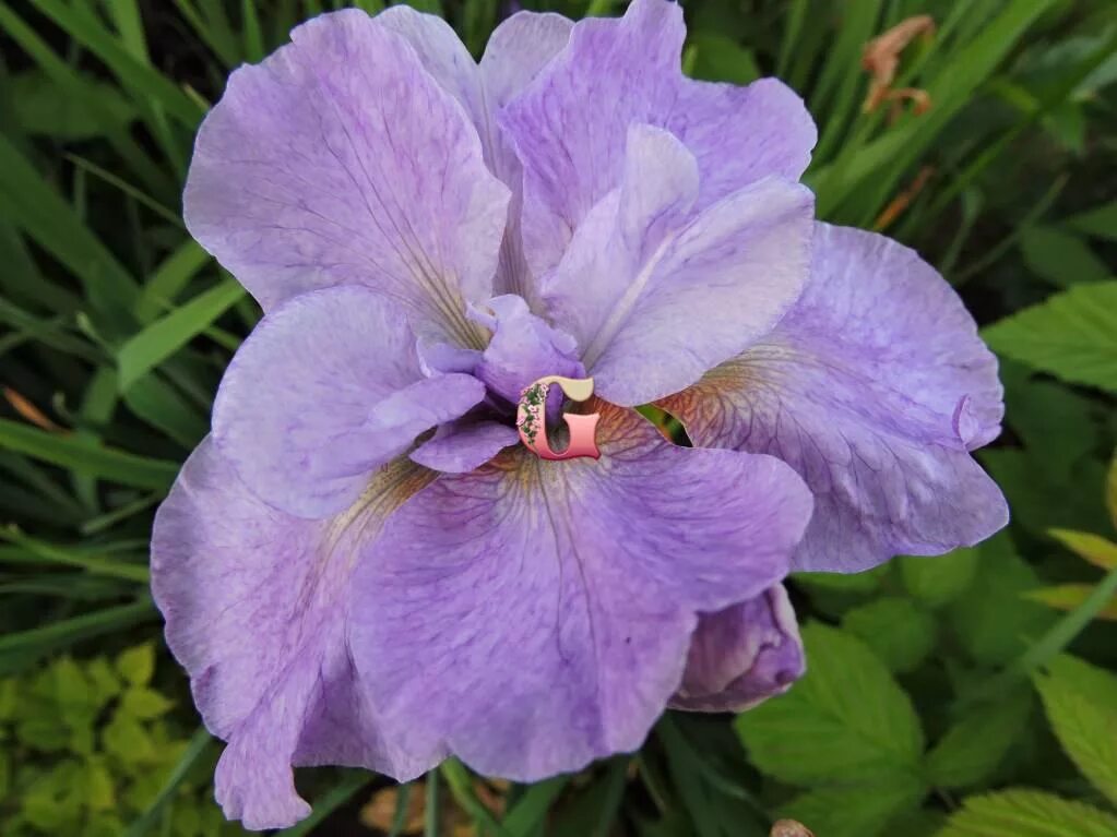 Ирис опале. Ирис сибирский imperial opal. ирис сибирский (iris sibirica `imperial opal`). сибирские ирисы империал опал. ирис сибирский королевский опал.
