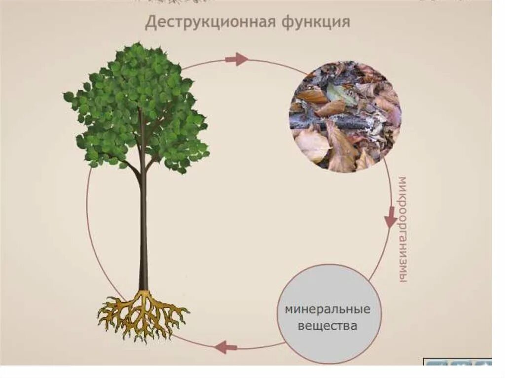 Связь между экосистемами. Деструкционная функция живого вещества. Деструкционная функция живого вещества биосферы. Отношения между искусственных экосистемах. Деструктивная функция живого.