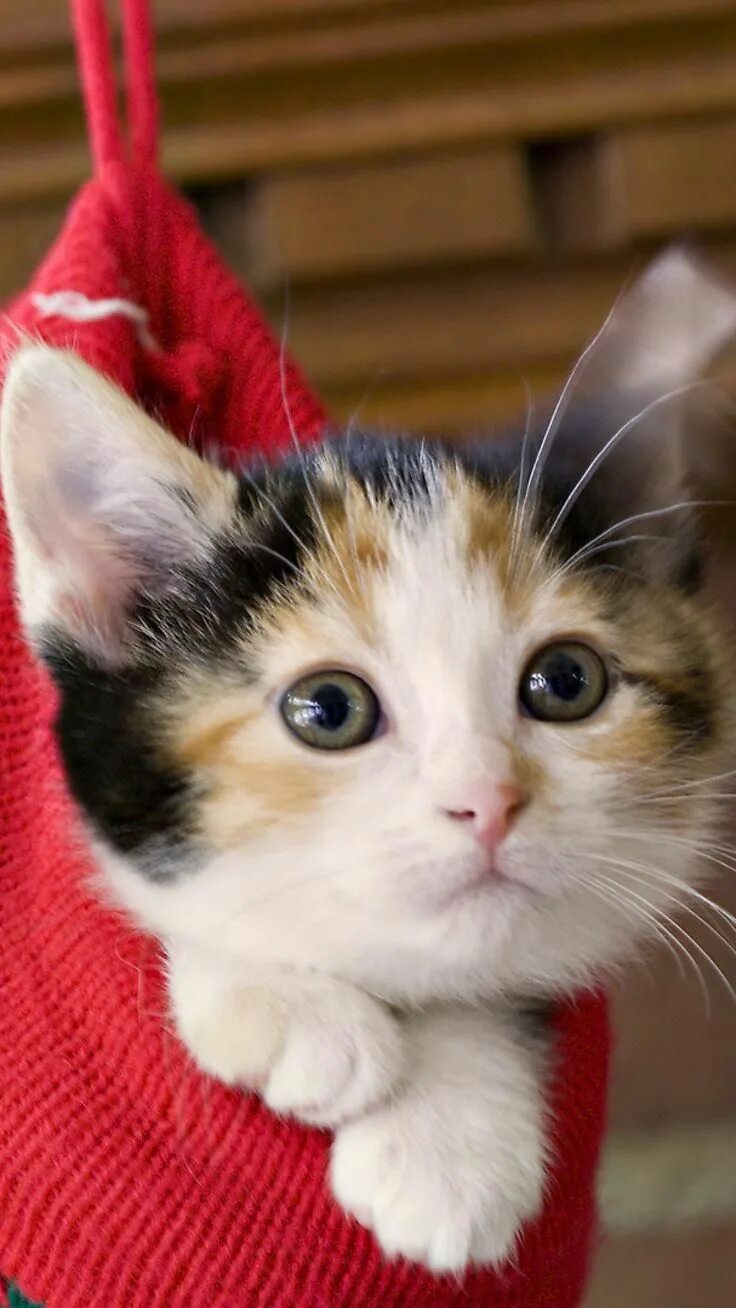 Котики обнимаются. Ми ми котенок. Ми ми ми котики. Мимишные котята. Мимимишные животные.