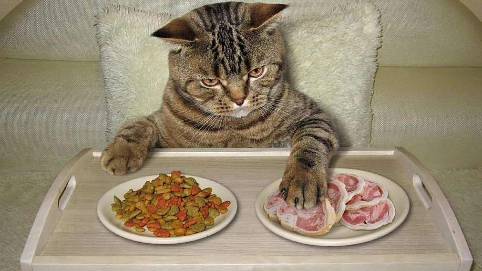 Отказ от еды у кошек. Котик с едой. Еда для кошек. Еда для котят. Кот кушает.