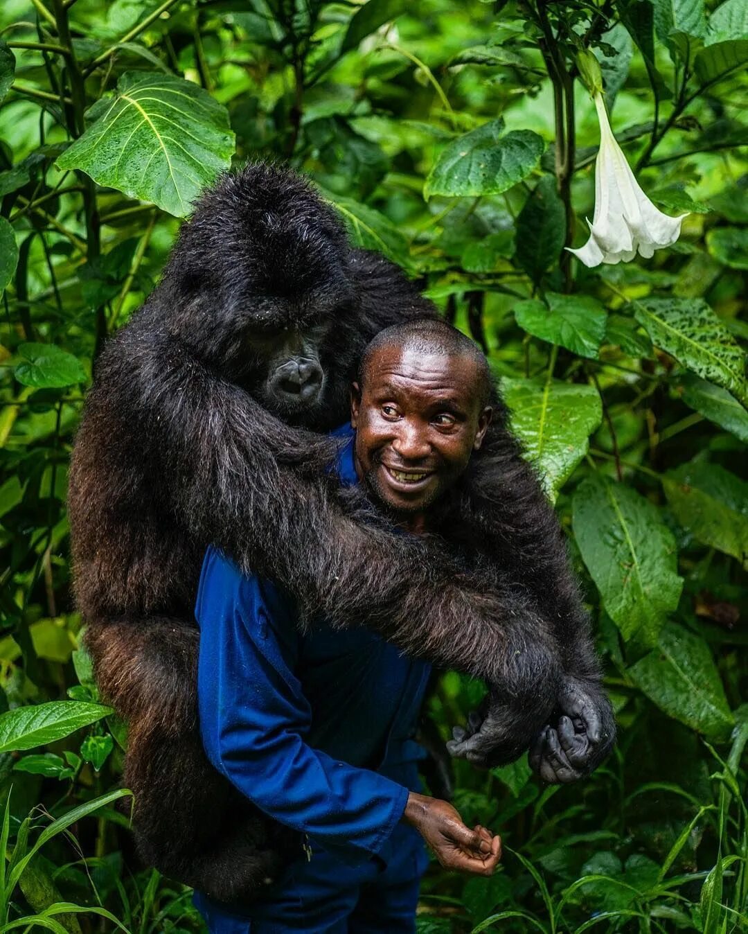 Покажи человека обезьяну. Конго гориллы. Горилла National Geographic. Горилла, самка.