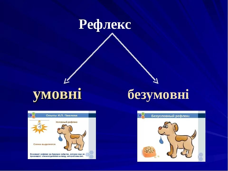 Безусловные рефлексы человека и животных обеспечивают. Условные и безусловные рефлексы. Условные и безусловные рефлексы животных. Безусловные рефлексы примеры. Рефлексы условные и безусловные схема.