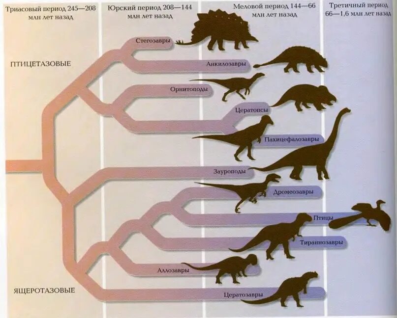 Динозавры развитие. Систематика динозавров схема. Филогенетическое Древо динозавров. Классификация ящеротазовых динозавров. Динозавры разных периодов.