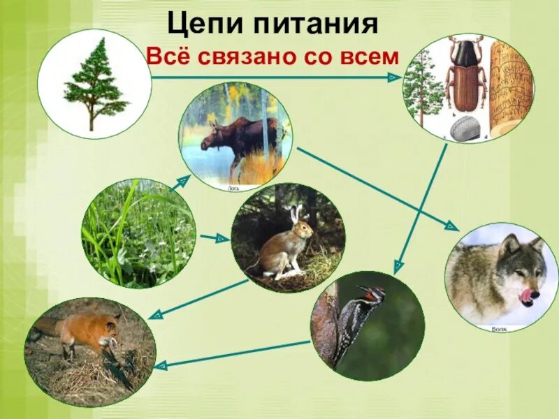 Схема питания лесного сообщества 4. Цепи питания. цепь питания в лесу. пищевая цепочка леса. цепь питания с лисой.