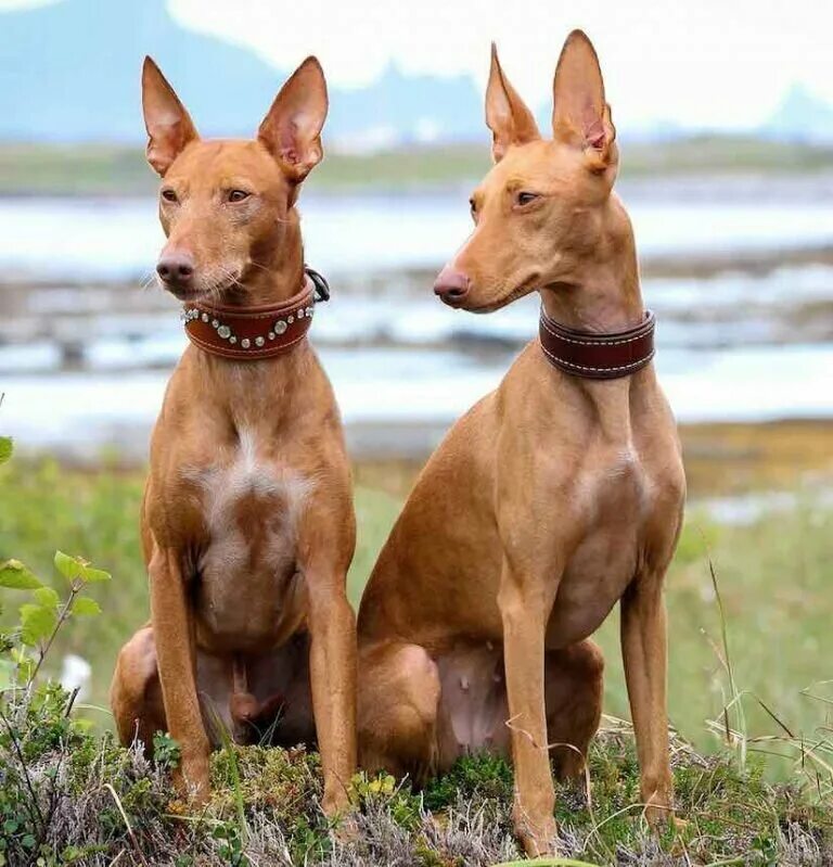 Pin by Massimo Cesarii on Fauna Mexican hairless dog, Hairless dog, Xoloitzcuint