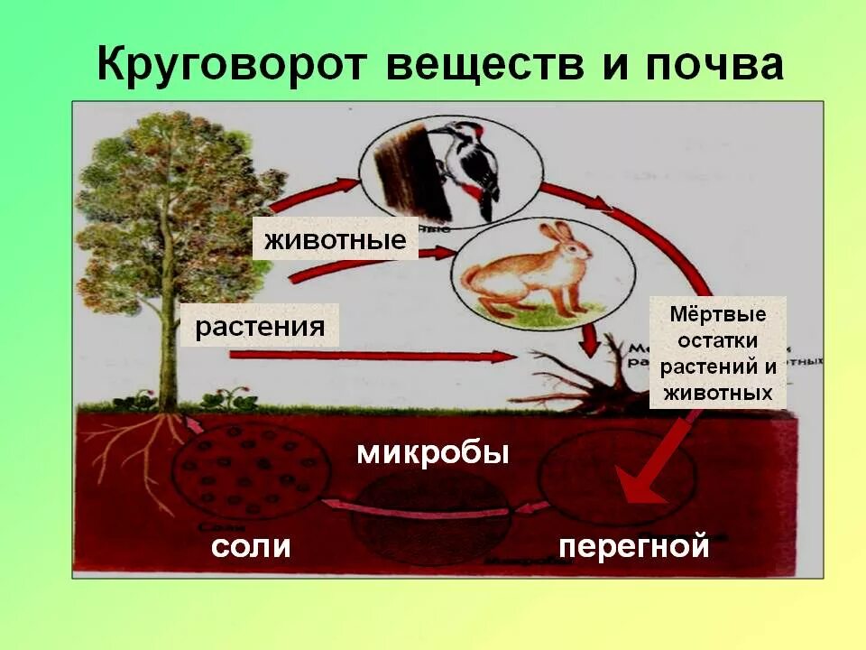 Роль почвы