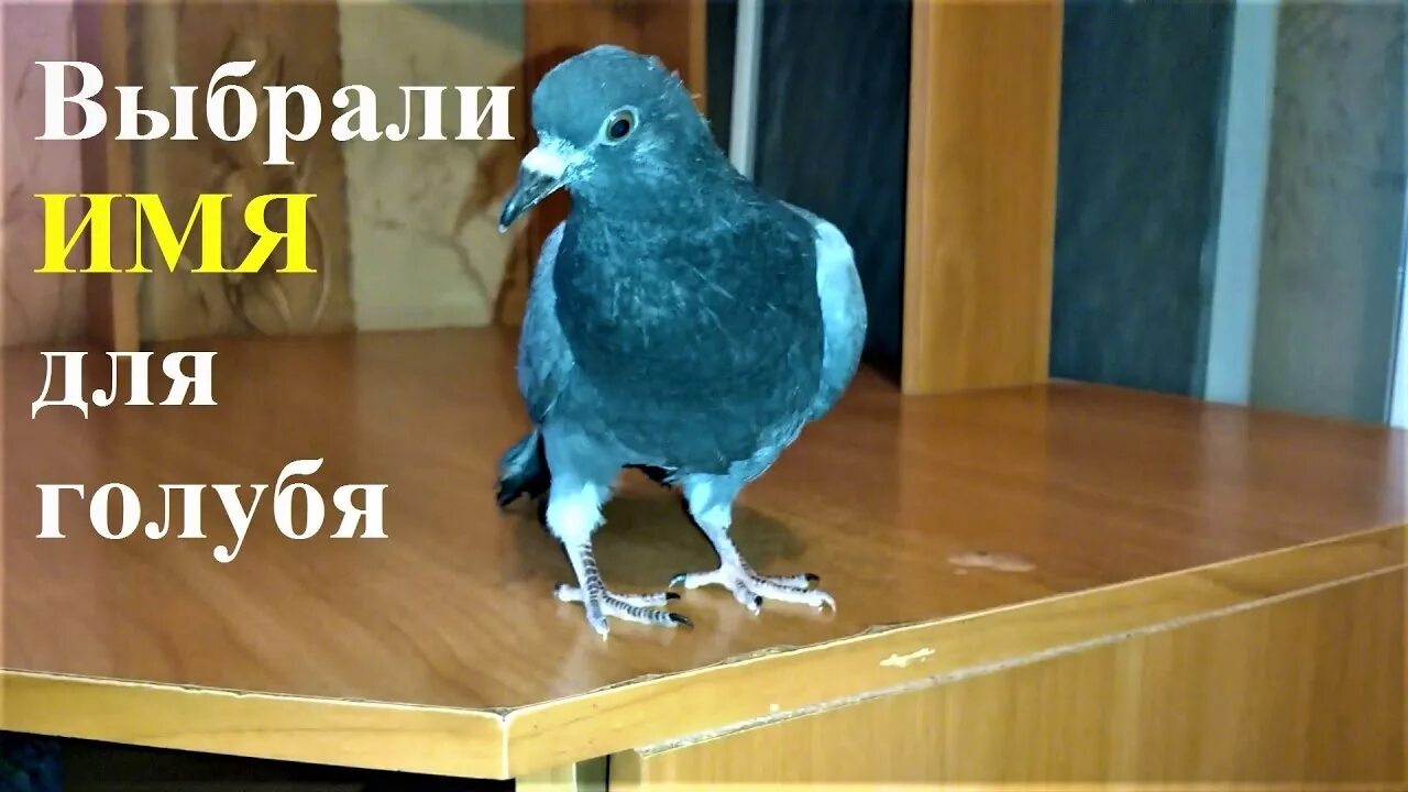 Клички для голубей