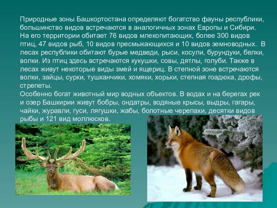 Животные национального парка башкирия. Животные красной книги башкирии. Животные родного края 3 класс раздольное. Национальный парк башкирия фауна. Животные занесенные в красную книгу республики башкортостан.