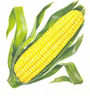 Original artwork of sweetcorn in 2021 Original artwork, Artwork 