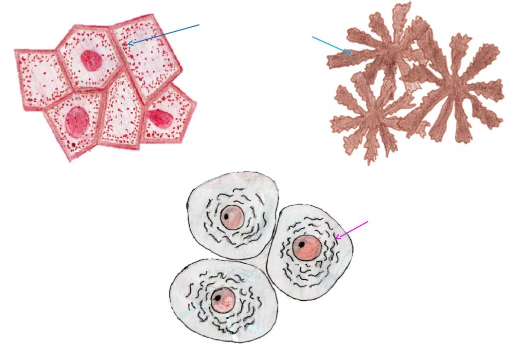 Включения клетки гистология. Включения гликогена рисунок. Включения – гранулы гликогена в клетках. Пластинчатый комплекс