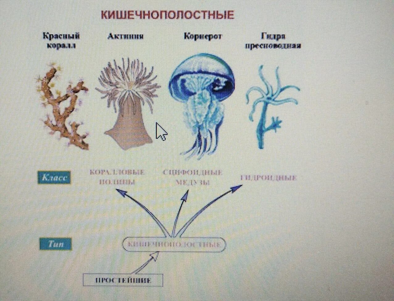 Выберите кишечнополостных животных выберите ответ. Представители кишечнополостных животных. жизненный цикл кишечнополостных. кишечнополостные хордовые. ткани кишечнополостных.