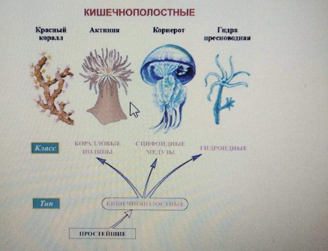 Особенности группы кишечнополостные. Тип Кишечнополостные животные. Кишечнополостные представители. Характеристика кишечнополостных животных. Тип Кишечнополостные представители.