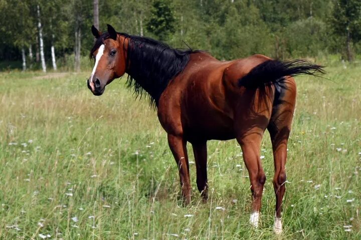 Лошадь с жеребенком. Чей конь. Молодые кобылы. Чья кобыла. Тракененская лошадь гнедая.