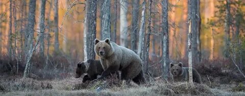 Песня медведя в лесу