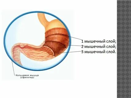 Перечислите органы пищеварительного канала
