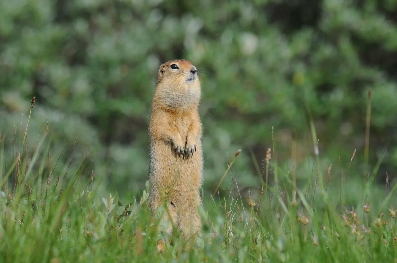 Камчатский сурок евражка. Суслик с волосами. Суслик с оружием. Сурок евражка. Берингийский суслик.