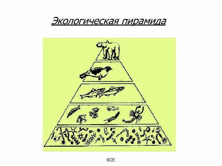 Экологическая пирамида. Экологическая пирамида биомассы. Экологическая пирамида энергии. Перевернутая экологическая пирамида. Экологическая пирамида рисунок