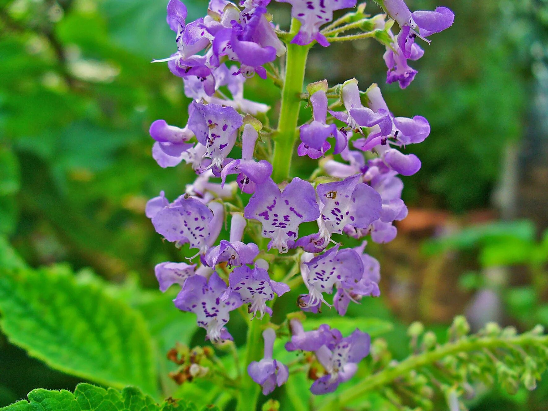 Шпороцветник. Плектрантус шпороцветник. Плектрантус кустарниковый. Plectranthus (плектрантус, шпороцветник. Plectranthus fruticosus.