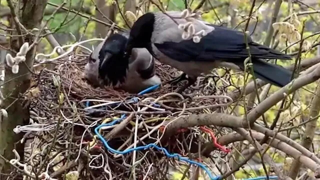 Гнезда врановых птиц. Гнездо вороны и Грача. Воронье гнездо с птенцами. Гнездо ворона.