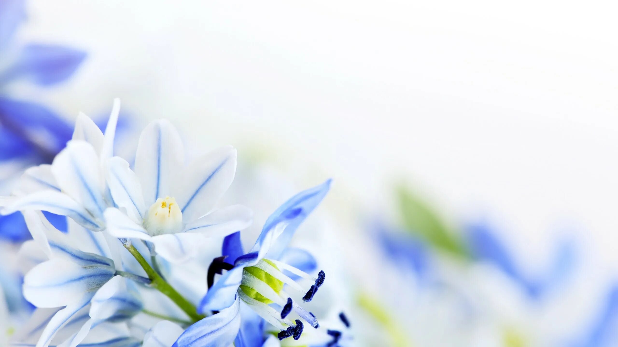 Цветочный фон. Весенние цветы. Синие цветы. Весенний фон. Весенний букет фон