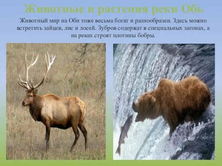 Какие растения и животные реки обь. Растения и животные реки. растения и животные реки обь. обитатели оби.