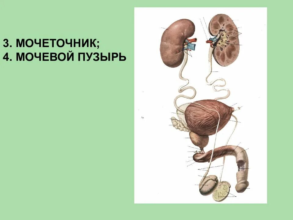 Мужской мочевой. Мочеполовая система человека схема. Строение мочевой системы у мужчин. Схема мочеполовой системы у мужчин. Анатомия мочевой системы женщины.