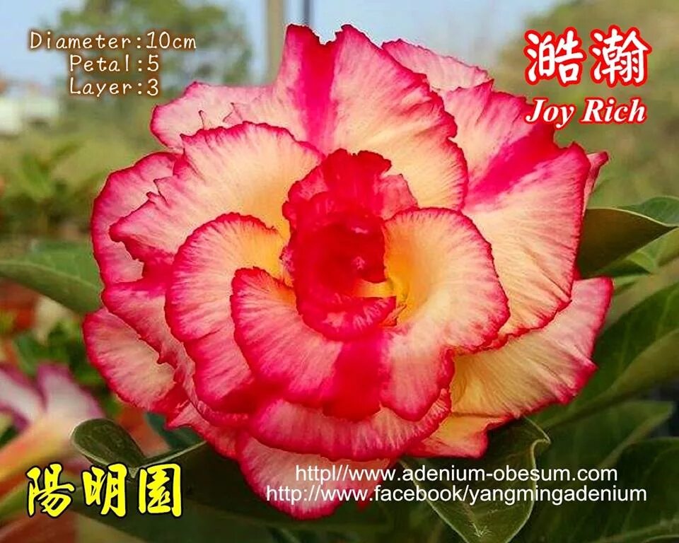 Floret joy ticket. Адениум джой рич. адениум сорт cinderella. адениум joyrich. адениум turandot.
