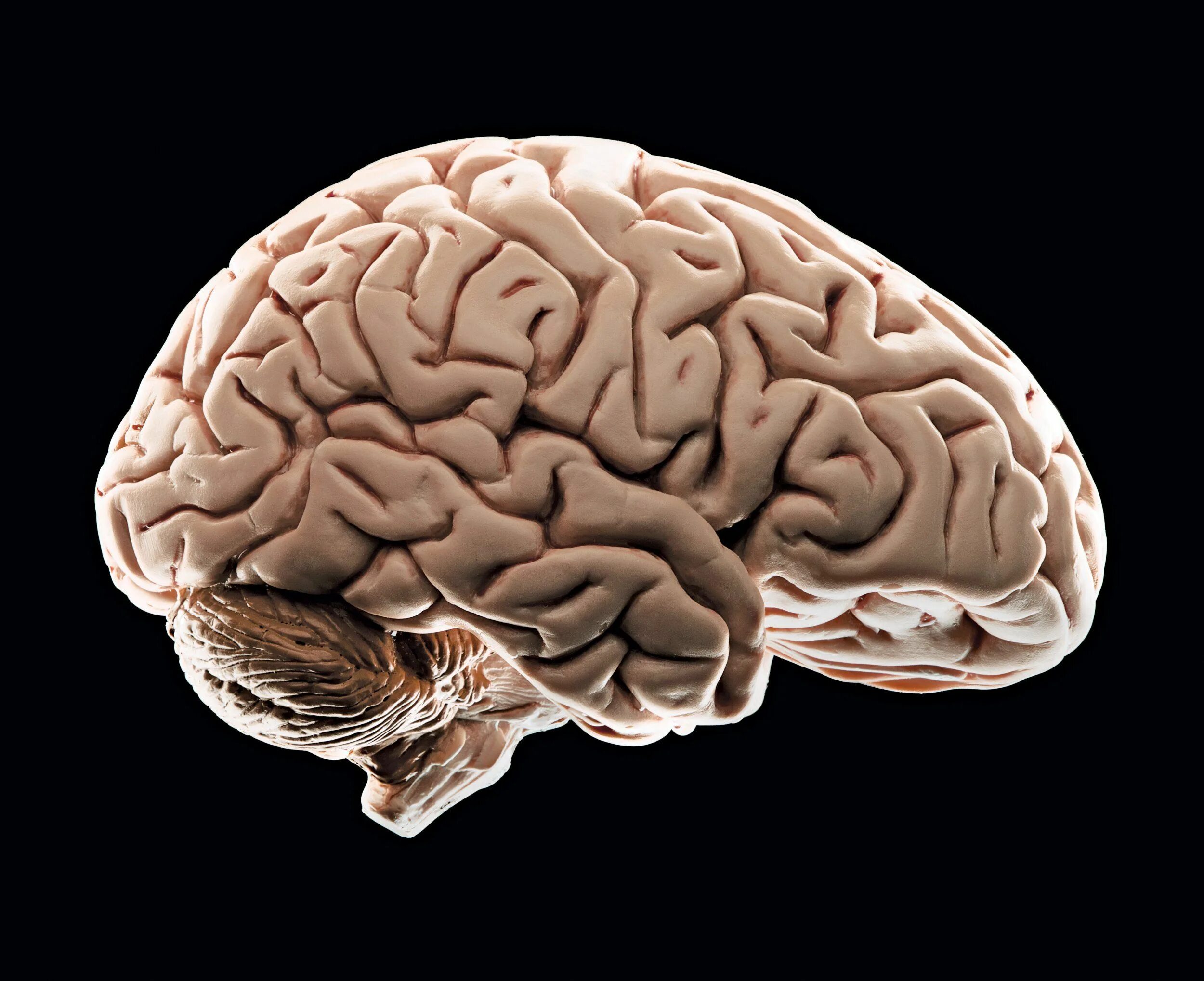 R brain