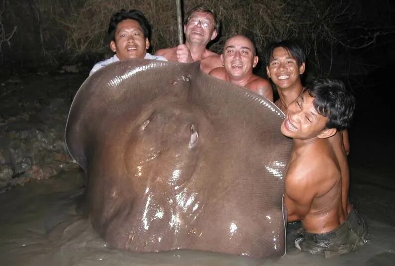 Самый крупный скат называемый морским дьяволом 5. Гигантский скат хвостокол. речные монстры скат хвостокол. большой пресноводный скат. самый большой пресноводный скат.