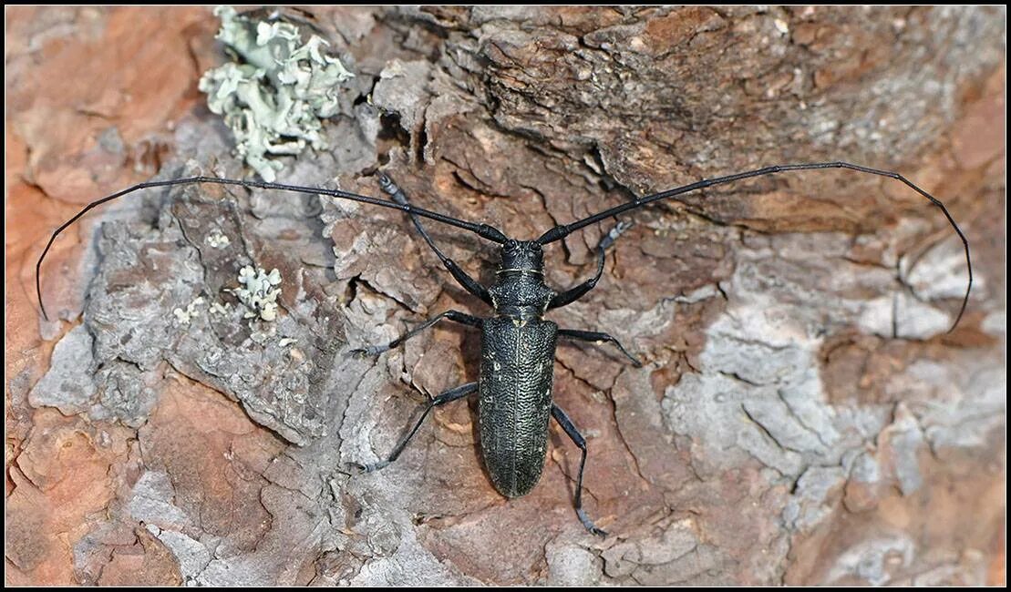 Черный усач фото. Черный Сосновый усач (Monochamus galloprovincialis oliv.). Жук усач еловый. Жук усач Сосновый. Сосновый усач короед Жук.