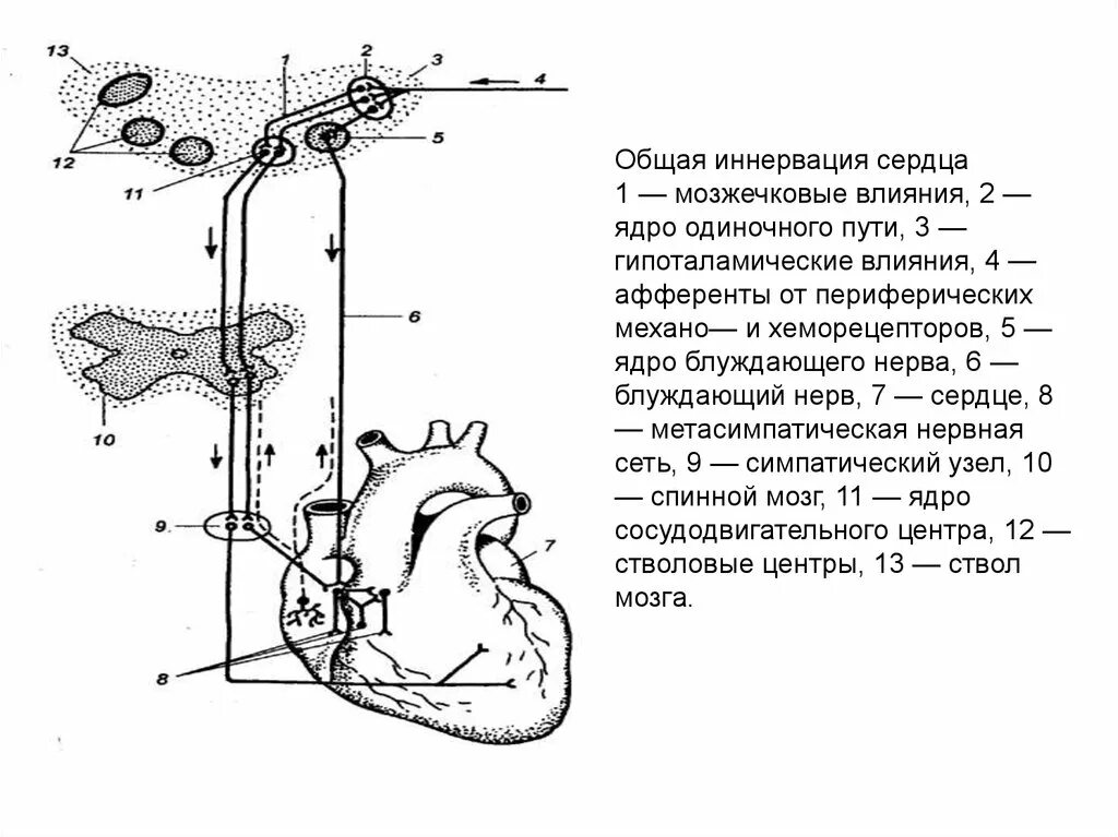 Парасимпатическая иннервация сердца. Блуждающий нерв иннервация сердца схема. Вегетативная иннервация сердца схема. Схема парасимпатической иннервации сердца. Симпатическая и парасимпатическая иннервация сердца.