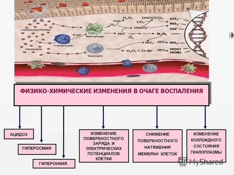 Химические изменения клеток. Ацидоз гиперосмия гиперонкия. Физико-химические изменения в очаге воспаления. Гиперосмия в очаге воспаления. Гиперосмия клетки.