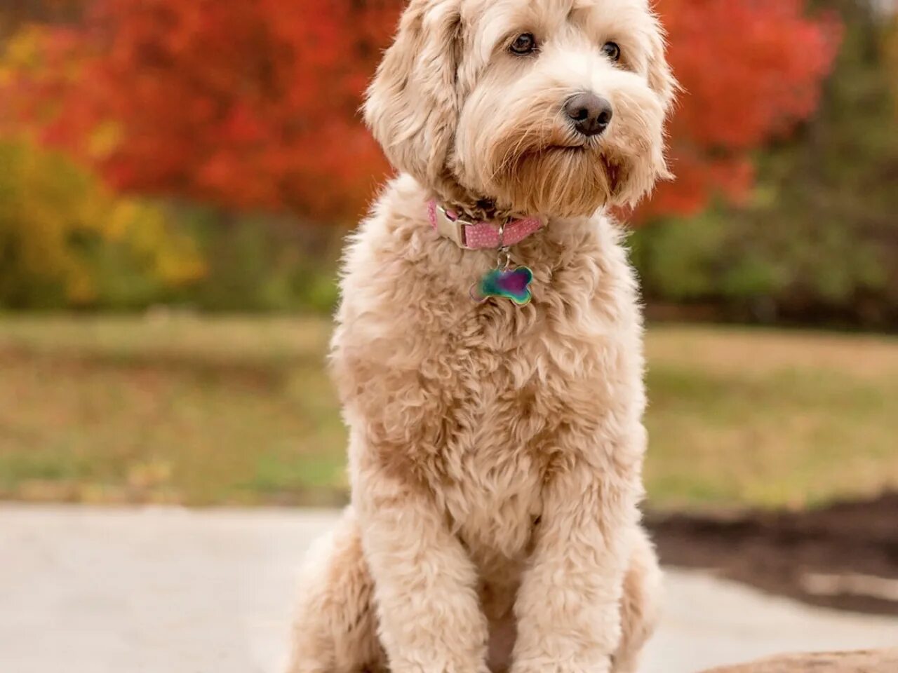 лабрадудль порода собак. лабрадор пудель. лабрадудль. австралийский лабрадудель. лабрадор пудель лабрадудль.
