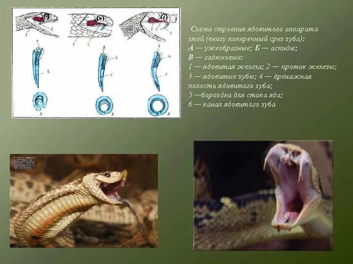 Схема строения ядовитого аппарата змей. Схема строения ядовитого аппарата змей (внизу поперечный срез зуба):. Строение ядовитых зубов у змей.