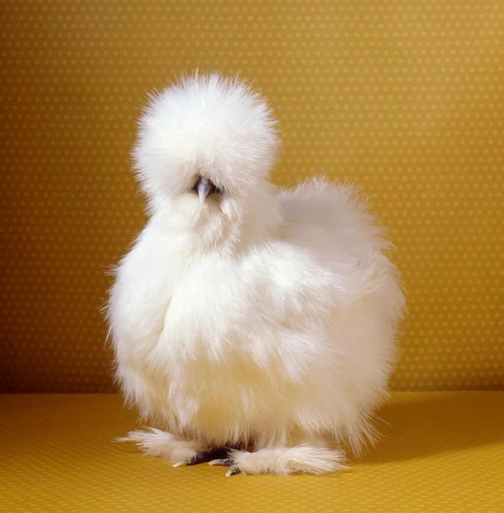 Купить куру китайская шелковая. Китайская шелковая (Silkie Bantam). Китайская хохлатая курица. Китайская хохлатая шелковая курица. Китайская шелковая Брама.