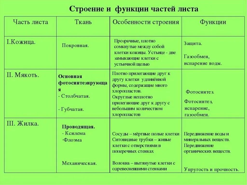 Ткани листа строение функция. Строение и функции частей листа таблица. таблица ткани клетки функции биология 6 класс. таблица по биологии 6 класс внутреннее строение листа. таблица части листа ткань строение функции.