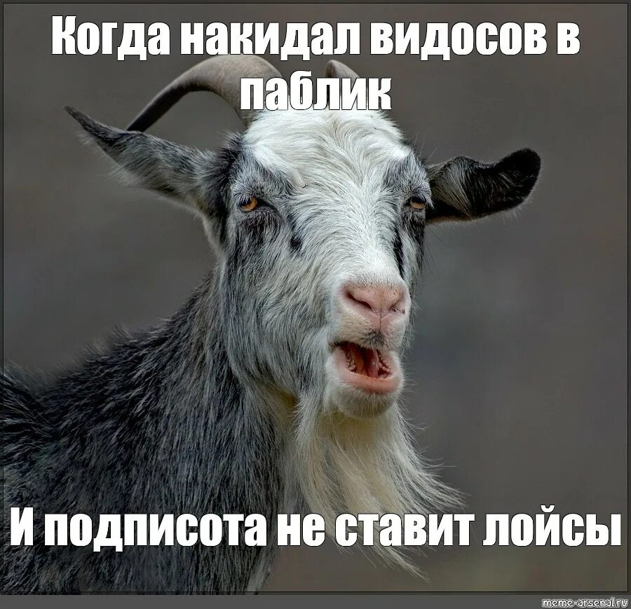 Ты козел. Умный козел. козёл по жизни. козлы умные. козлы по жизни.