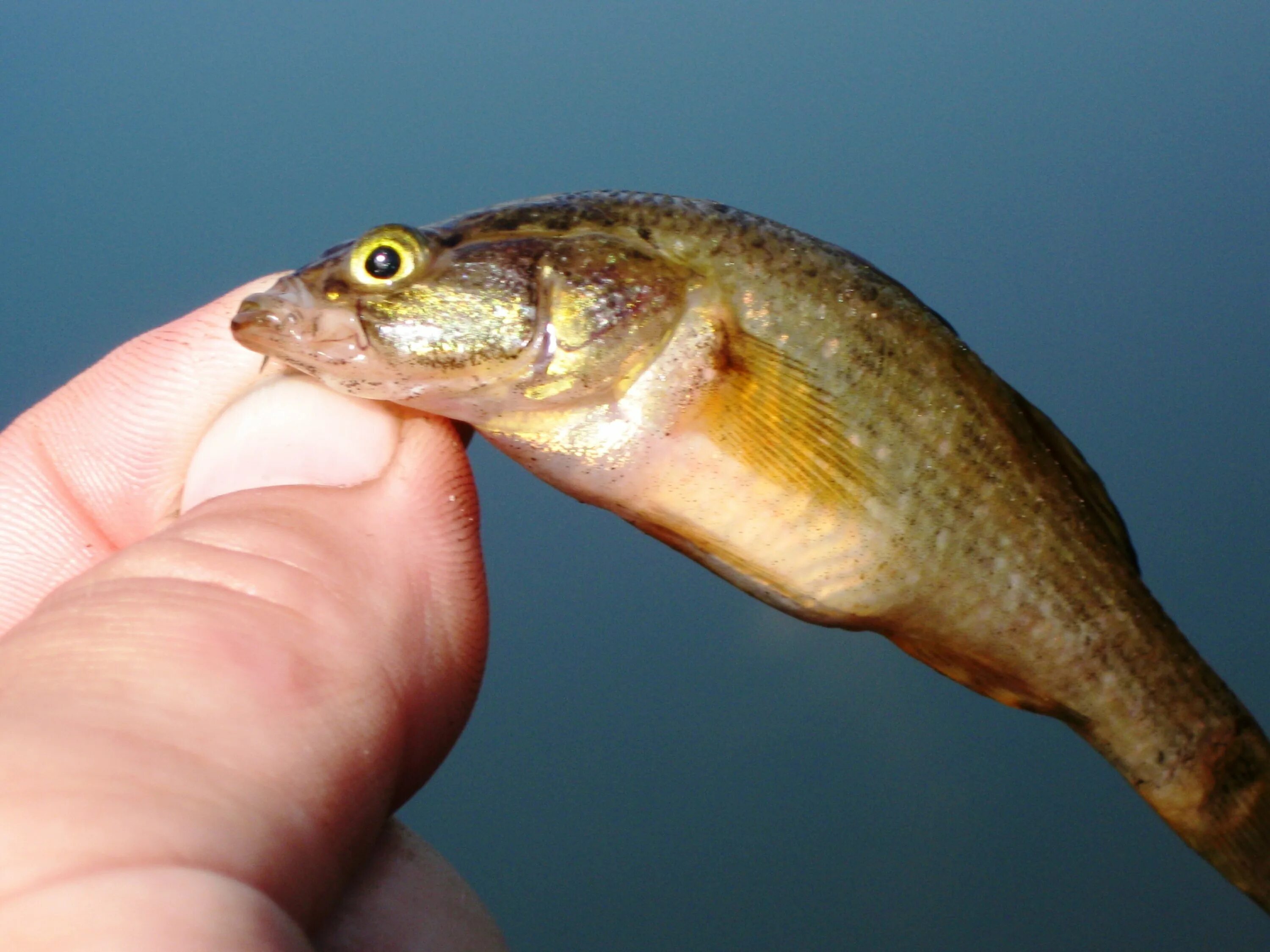 Карась картинка. Карась и бычок. 3 карася московская область платный пруд. Улов карася. Окунь и карась рыбы.