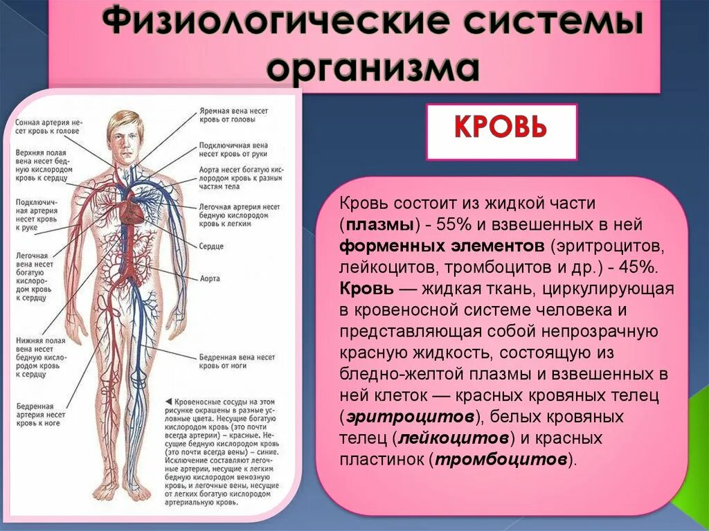 Системы организма. Системы человеческого организма. Системы органов организма человека. Физиологические системы организма человека.