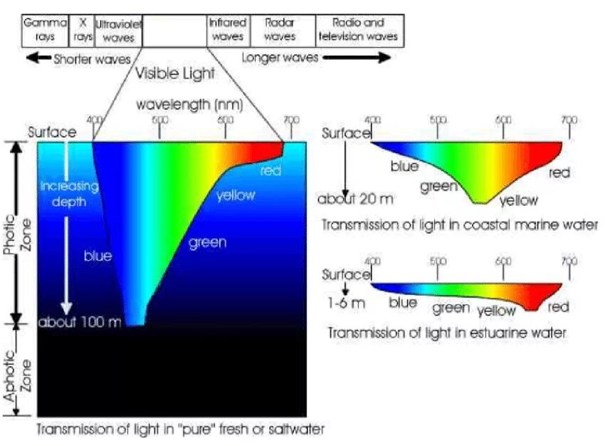 Поглощение света водой спектр. Visible Light Spectrum. Сильное поглощение света в воде. Поглощение звука в морской воде. Наличие света в воде