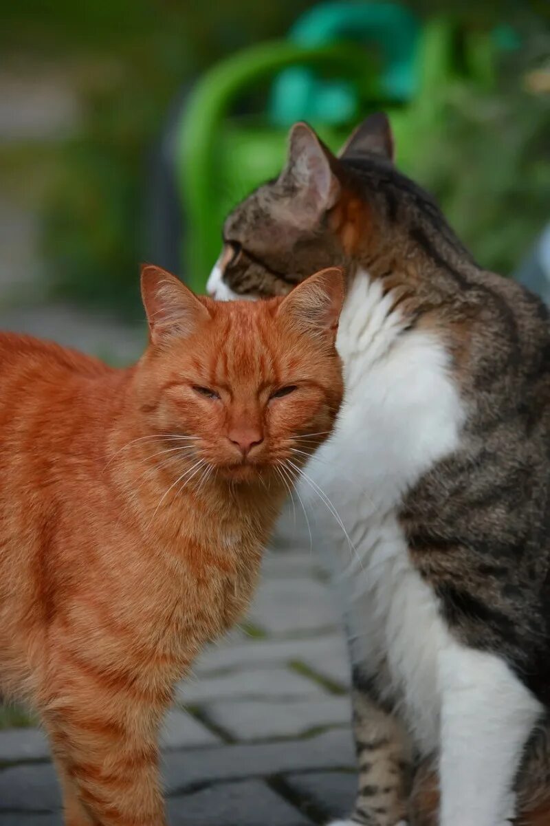 Котики серый и рыжий. Коты обнимаются. Рыже серая кошка. Рыжий и серый коты вместе. Котики серый и рыжий.