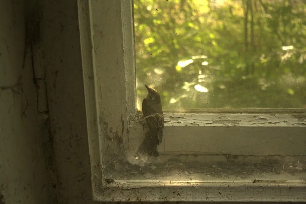Птицы за окном. Птички на окна. Воробей ударился в окно. Птица заглядывает в окно. Заглянул в и заметил