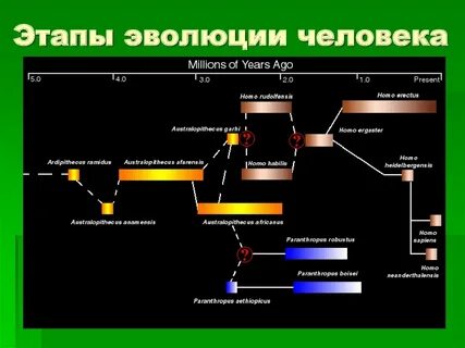 Эволюционная теория происхождения языка