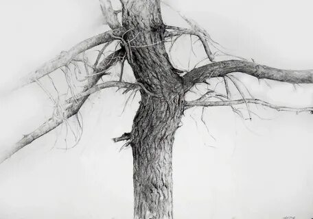 Old Maple Tree Charcoal Drawing