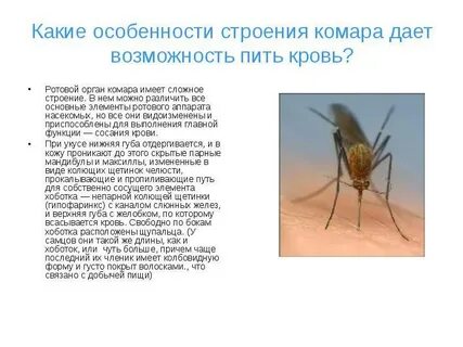 Сколько весит комар