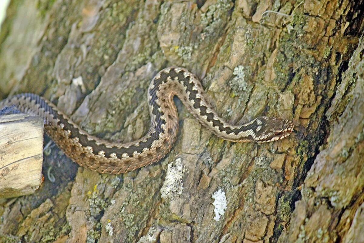 Обыкновенная гадюка - Vipera berus (Linnaeus, 1758). Гадюка Казахстан Степная. Обыкновенная гадюка Vipera (Pelias) berus. Восточная Степная гадюка (Vipera (Pelias) Renardi).