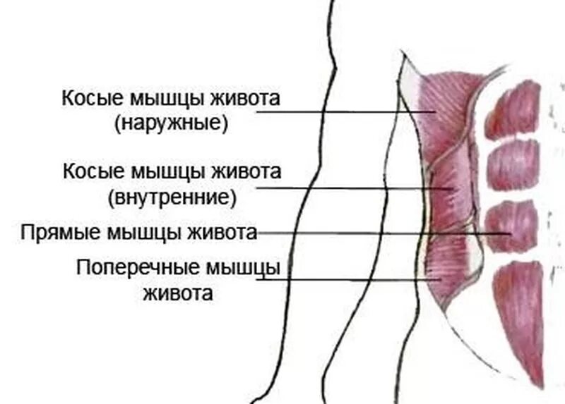 Нижние мышцы живота. Поперечная и внутренняя косая мышца живота. наружная косая мышца живота. косые мышцы живота. наружные и внутренние косые мышцы живота.