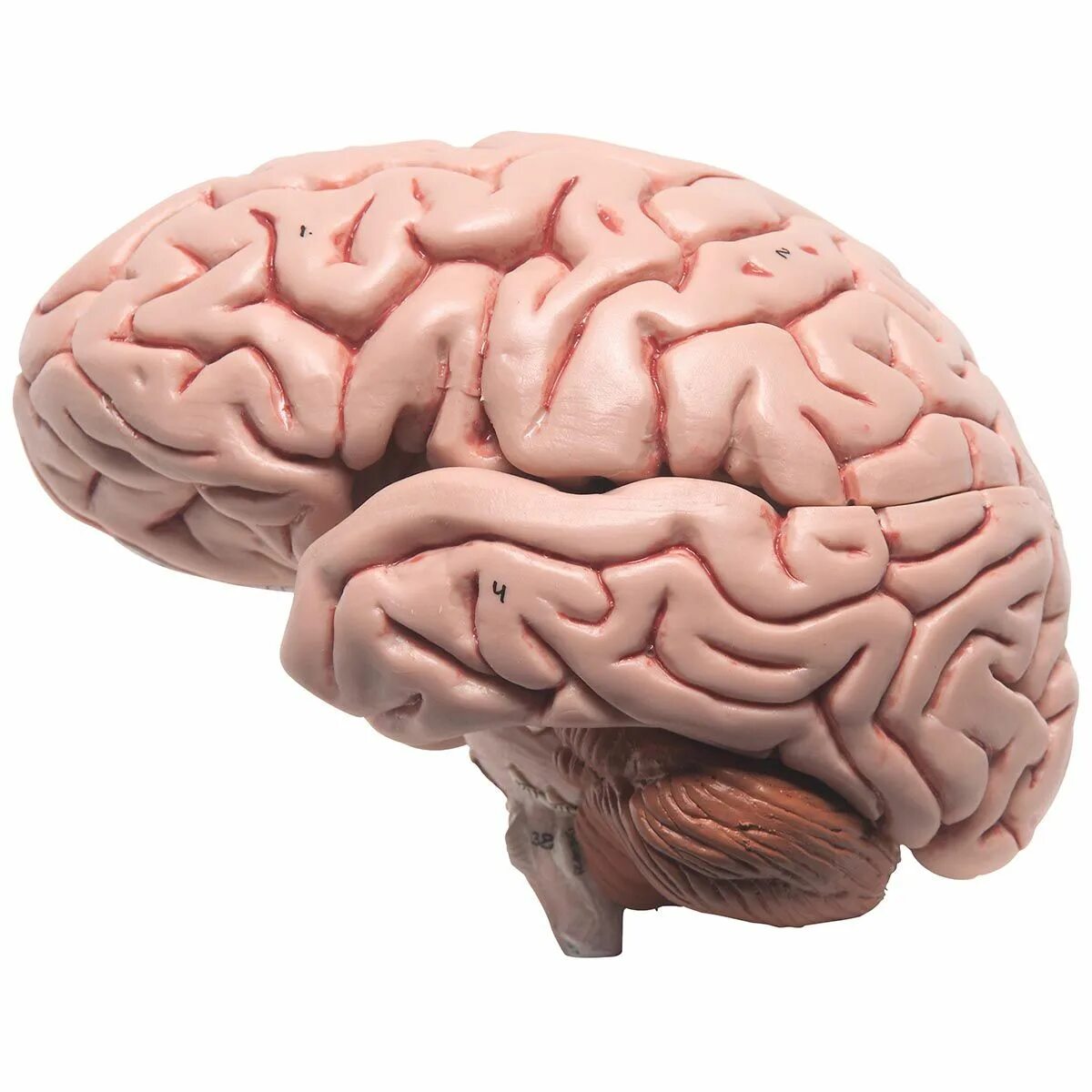 Brain model