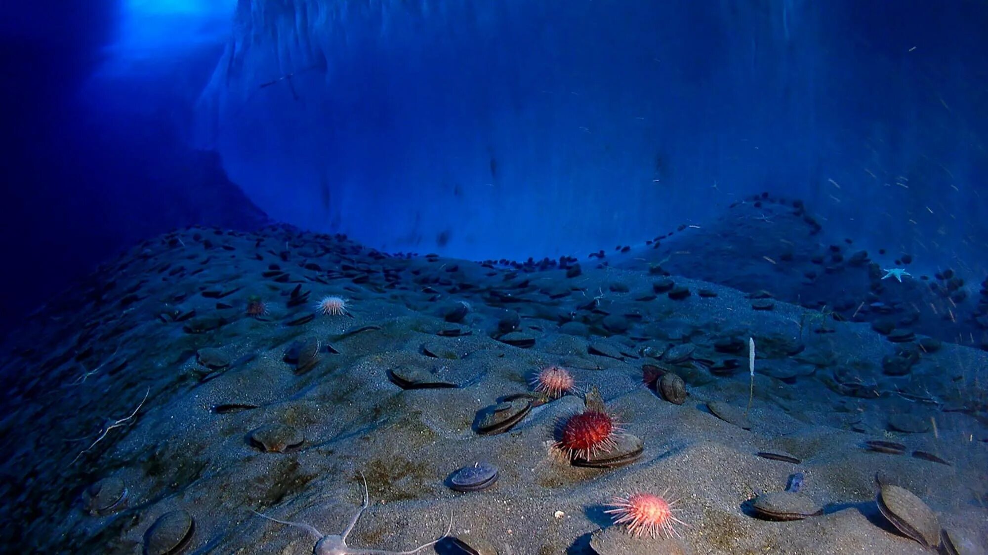Есть жизнь на дне океана. Дно Северного Ледовитого океана. Морское дно. Дно океана. Подводный мир.
