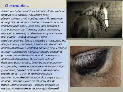Текст привели коня